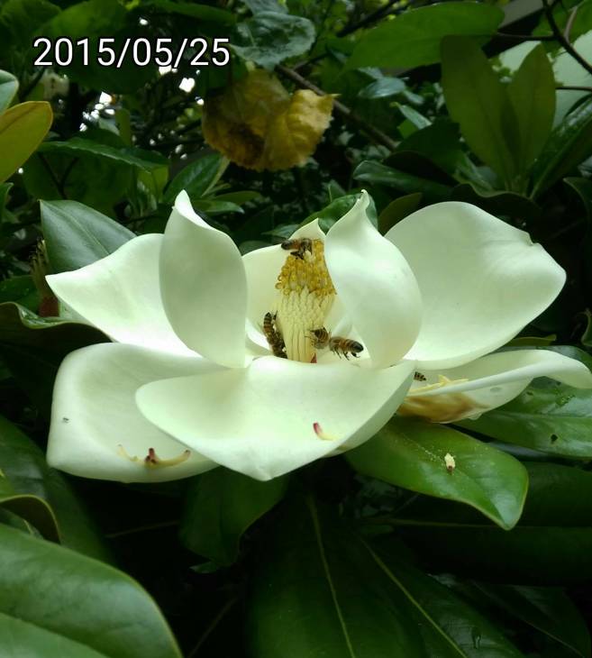 蜜蜂 & 木蓮花、洋玉蘭 bees & Magnolia grandiflora, Southern magnolia or bull bay